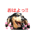私の愛犬スタンプ(ダックス)（個別スタンプ：7）