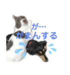 私の愛犬スタンプ(ダックス)（個別スタンプ：8）