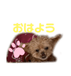 トイプードルのももち（個別スタンプ：3）