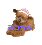 トイプードルのももち（個別スタンプ：4）