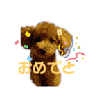 トイプードルのももち（個別スタンプ：6）