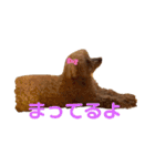 トイプードルのももち（個別スタンプ：10）