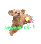 トイプードルのももち（個別スタンプ：19）