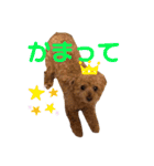 トイプードルのももち（個別スタンプ：29）