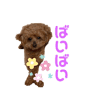 トイプードルのももち（個別スタンプ：30）