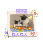 シェリぽんと愉快な仲間たち（個別スタンプ：3）