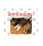 シェリぽんと愉快な仲間たち（個別スタンプ：13）