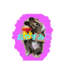 シェリぽんと愉快な仲間たち（個別スタンプ：14）