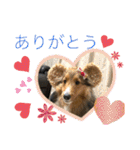 シェリぽんと愉快な仲間たち（個別スタンプ：25）