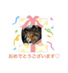 シェリぽんと愉快な仲間たち（個別スタンプ：27）