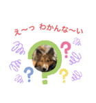 シェリぽんと愉快な仲間たち（個別スタンプ：31）