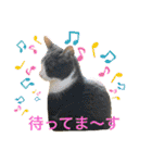 シェリぽんと愉快な仲間たち（個別スタンプ：37）