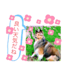 シェリぽんと愉快な仲間たち（個別スタンプ：38）