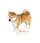 柴犬きなっぺ 2（個別スタンプ：1）