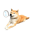 柴犬きなっぺ 2（個別スタンプ：2）