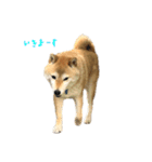 柴犬きなっぺ 2（個別スタンプ：3）