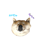 柴犬きなっぺ 2（個別スタンプ：4）
