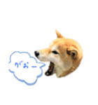 柴犬きなっぺ 2（個別スタンプ：5）