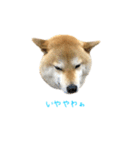 柴犬きなっぺ 2（個別スタンプ：7）