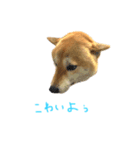 柴犬きなっぺ 2（個別スタンプ：8）