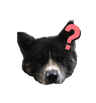 虎毛 秋田犬 華凛ちゃん♪2（個別スタンプ：2）