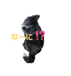 虎毛 秋田犬 華凛ちゃん♪2（個別スタンプ：3）