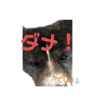 虎毛 秋田犬 華凛ちゃん♪2（個別スタンプ：4）