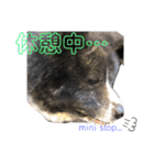 虎毛 秋田犬 華凛ちゃん♪2（個別スタンプ：5）