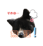 虎毛 秋田犬 華凛ちゃん♪2（個別スタンプ：7）