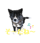 虎毛 秋田犬 華凛ちゃん♪2（個別スタンプ：8）