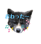 虎毛 秋田犬 華凛ちゃん♪2（個別スタンプ：9）