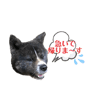 虎毛 秋田犬 華凛ちゃん♪2（個別スタンプ：10）
