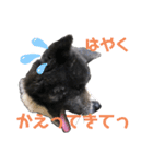 虎毛 秋田犬 華凛ちゃん♪2（個別スタンプ：12）