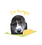 虎毛 秋田犬 華凛ちゃん♪2（個別スタンプ：14）