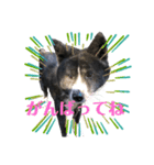 虎毛 秋田犬 華凛ちゃん♪2（個別スタンプ：15）