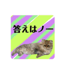 猫キャットスタンプ（個別スタンプ：32）