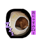 ムギにょんファミリー（個別スタンプ：4）