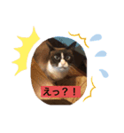 ムギにょんファミリー（個別スタンプ：7）