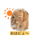 ムギにょんファミリー（個別スタンプ：10）