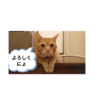 ムギにょんファミリー（個別スタンプ：13）