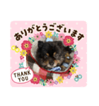 いがぐり銀之助＆てんちゃん（個別スタンプ：8）