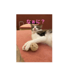 かわいいあざといねこ（個別スタンプ：1）