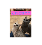 かわいいあざといねこ（個別スタンプ：2）