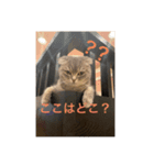 かわいいあざといねこ（個別スタンプ：3）