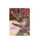 かわいいあざといねこ（個別スタンプ：4）