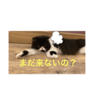 かわいいあざといねこ（個別スタンプ：6）