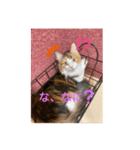 かわいいあざといねこ（個別スタンプ：7）
