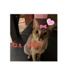 かわいいあざといねこ（個別スタンプ：8）