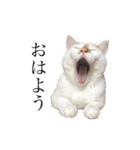 荒井さんちのねこたち（個別スタンプ：1）