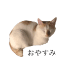 荒井さんちのねこたち（個別スタンプ：2）
